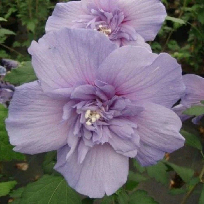 Hibiscus Seeds - 20 Pack Double Light Purple Perennial Flowers - Hibiscus rosa-sinensis - Easy to Grow for Garden Beauty