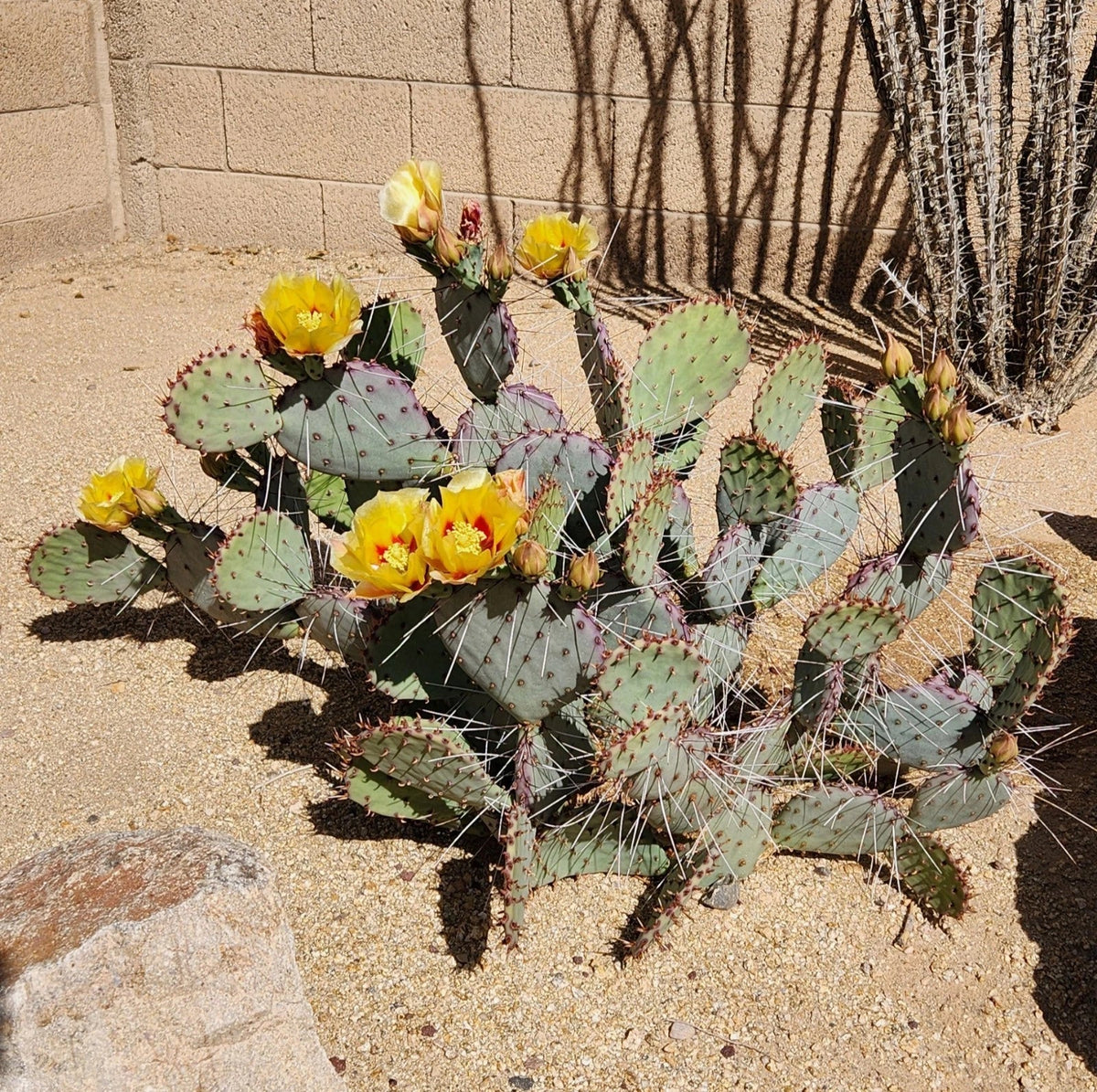 Live Cactus Cutting Pad - Opuntia Macrocentra Black Spine Prickly Pear - Indoor Outdoor Succulent Garden Decor