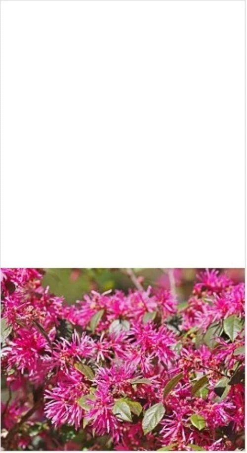 Loropetalum Shrub 3" Live Plant - Plum Delight, Flowering, Loropetalum chinense var. rubrum - Vibrant Purple Foliage, Pink Flowers
