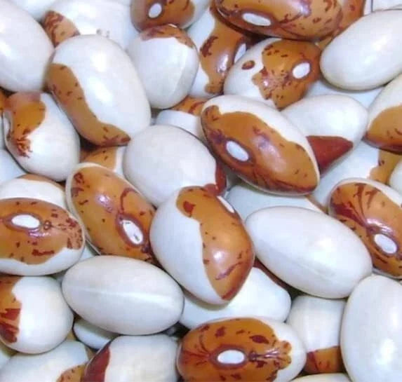 Hidatsa Shield Bean Seeds - 30 Heirloom Seeds for Planting - Nutrient-Rich Phaseolus vulgaris - Easy to Grow, Climbing Vine