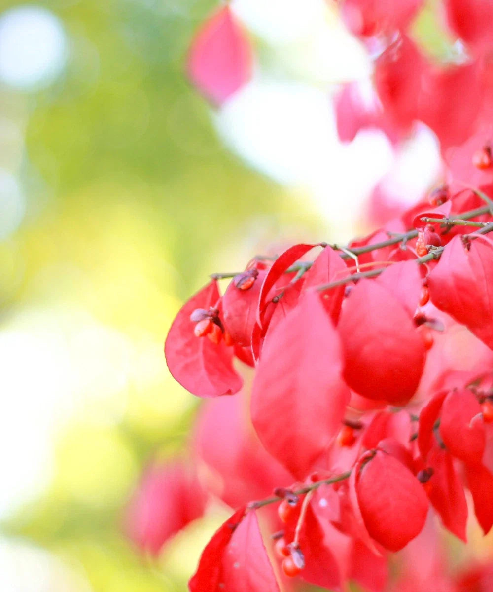 Burning Bush Live Plant - 3+ Inches - Fire Bush - Euonymus alatus - Deer Resistant - Vibrant Red Foliage for Garden