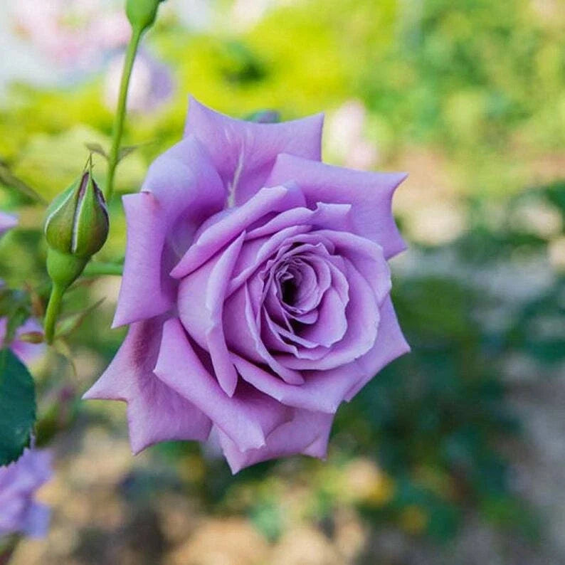 Light Purple Rose Seeds - 10 Perennial Flower Seeds - Rosa spp. - Fragrant Shrub for Gardens and Hedges