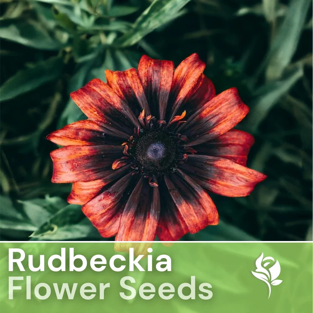 Rudbeckia Seeds - 125+ Sunset Black Annual Flower Seeds - Rudbeckia hirta - Non-GMO Black-eyed Susan for Garden
