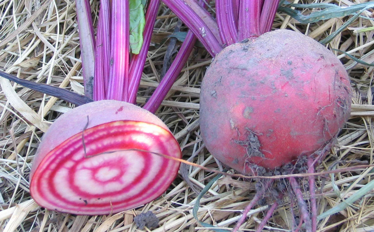 Candy Cane Beet Seeds - 50 Heirloom Seeds, Sweet Flavor, Striking Striped Roots (Beta vulgaris)