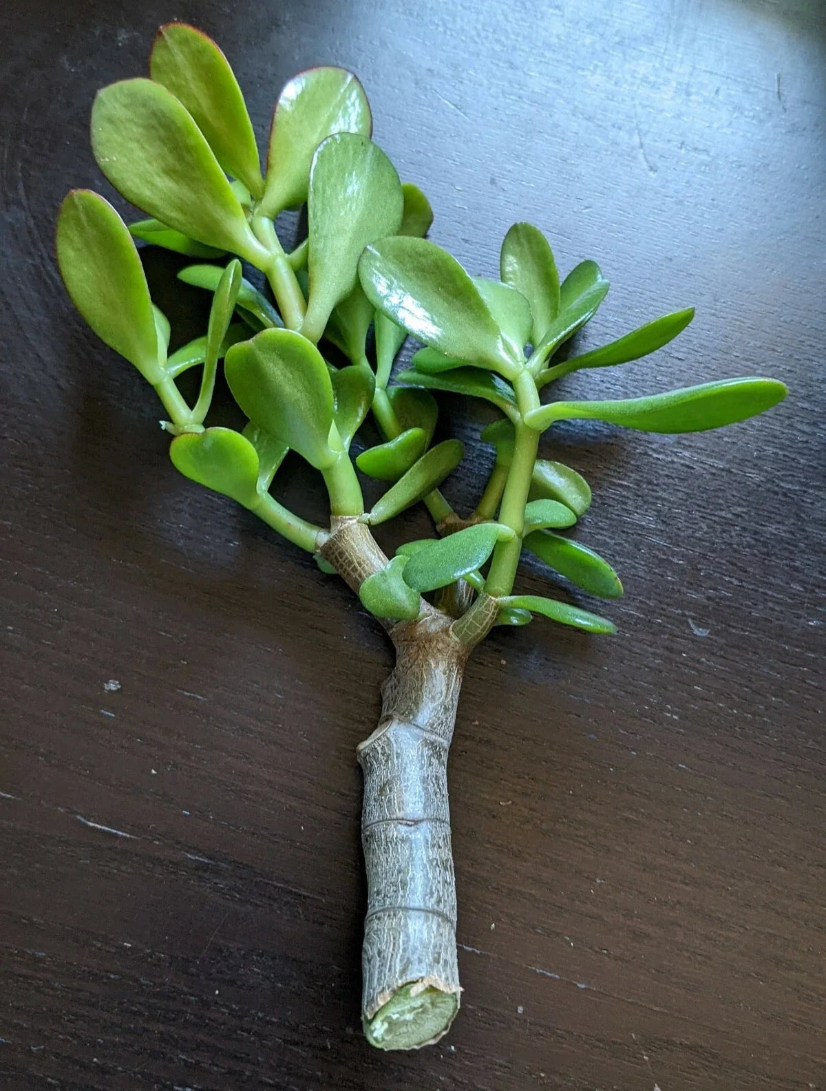 Jade Plant Cutting - 0.5-0.75 Inch Thick Succulent - Crassula ovata - Easy Care, Drought-Resistant, Ideal for Terrariums