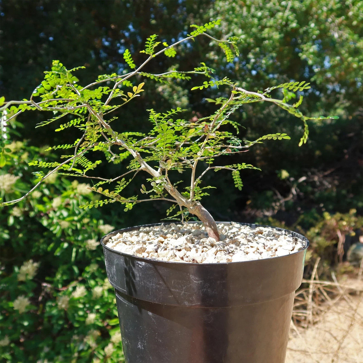 Operculicarya pachypus Cactus Plant | Live Succulent | Unique Green Elephant Bush | Drought-Resistant Indoor Decor Plant