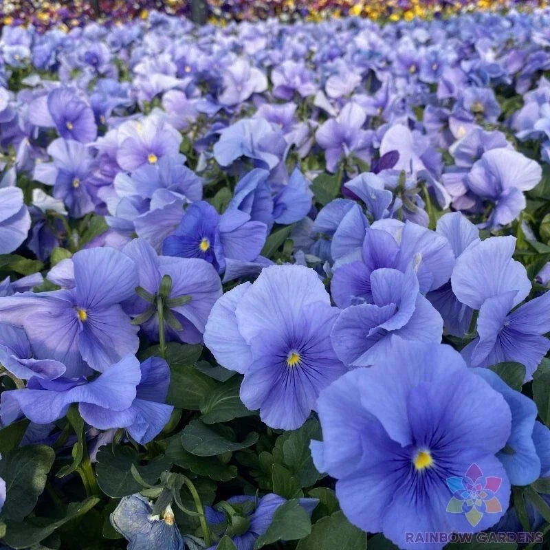Matrix True Blue Pansy Seeds - 200+ Count - Viola tricolor var. hortensis - Non-GMO Annual Flower Seeds for Garden Planting