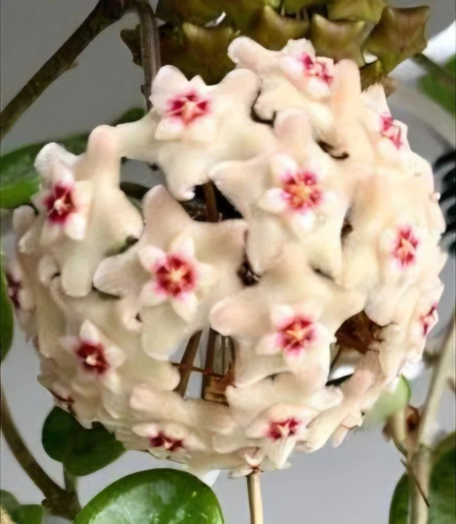 Hoya Mathilde Splash Live Plant | 4" Pot | Variegated Wax Plant Vine | Hoya carnosa 'Mathilde' | Indoor Houseplant