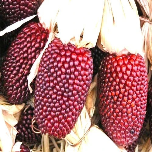 Strawberry Popcorn Seeds | Heirloom Non-GMO Variety | Sweet Corn | Zea mays everta | 50 Seeds for Home Gardening