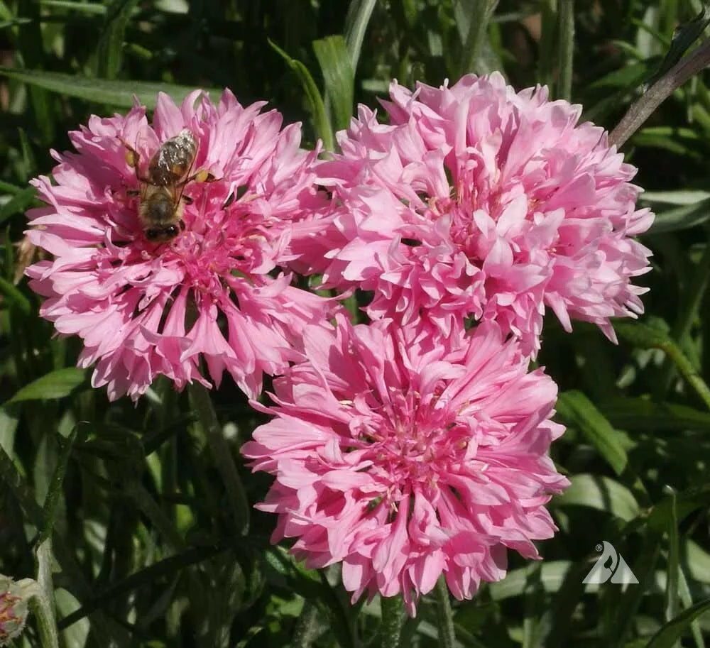 Cornflower Seeds 400 Count Tall Pink Heirloom Flower Centaurea cyanus Non-GMO for Bees and Butterflies