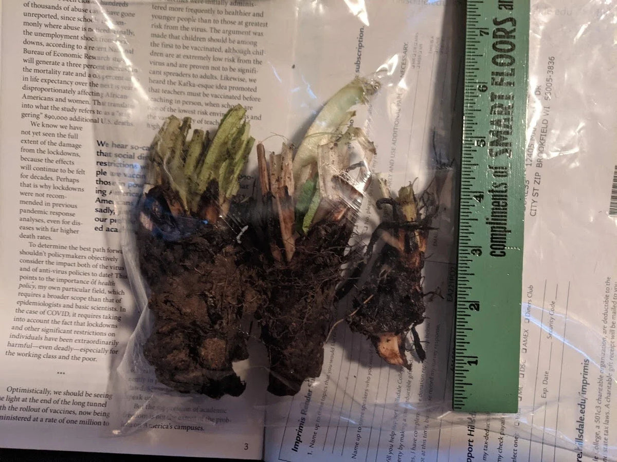 Comfrey Root Crowns - Organic Fertilizer for Composting - Symphytum officinale - Pollinator-Friendly Plant