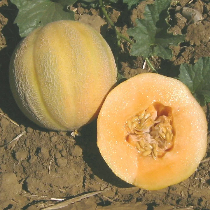 Cantaloupe Seeds - 25 Pack - Minnesota Midget Heirloom - Cucumis melo - Non-GMO, Sweet Melons for Home Garden