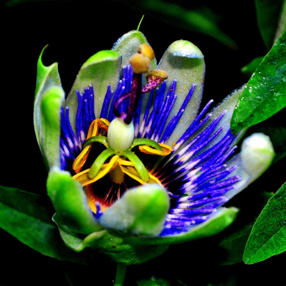 Blue Passion Flower Seeds - Climbing Vine for Hummingbirds & Butterflies - Passiflora caerulea - Vibrant Blue & Purple Blooms