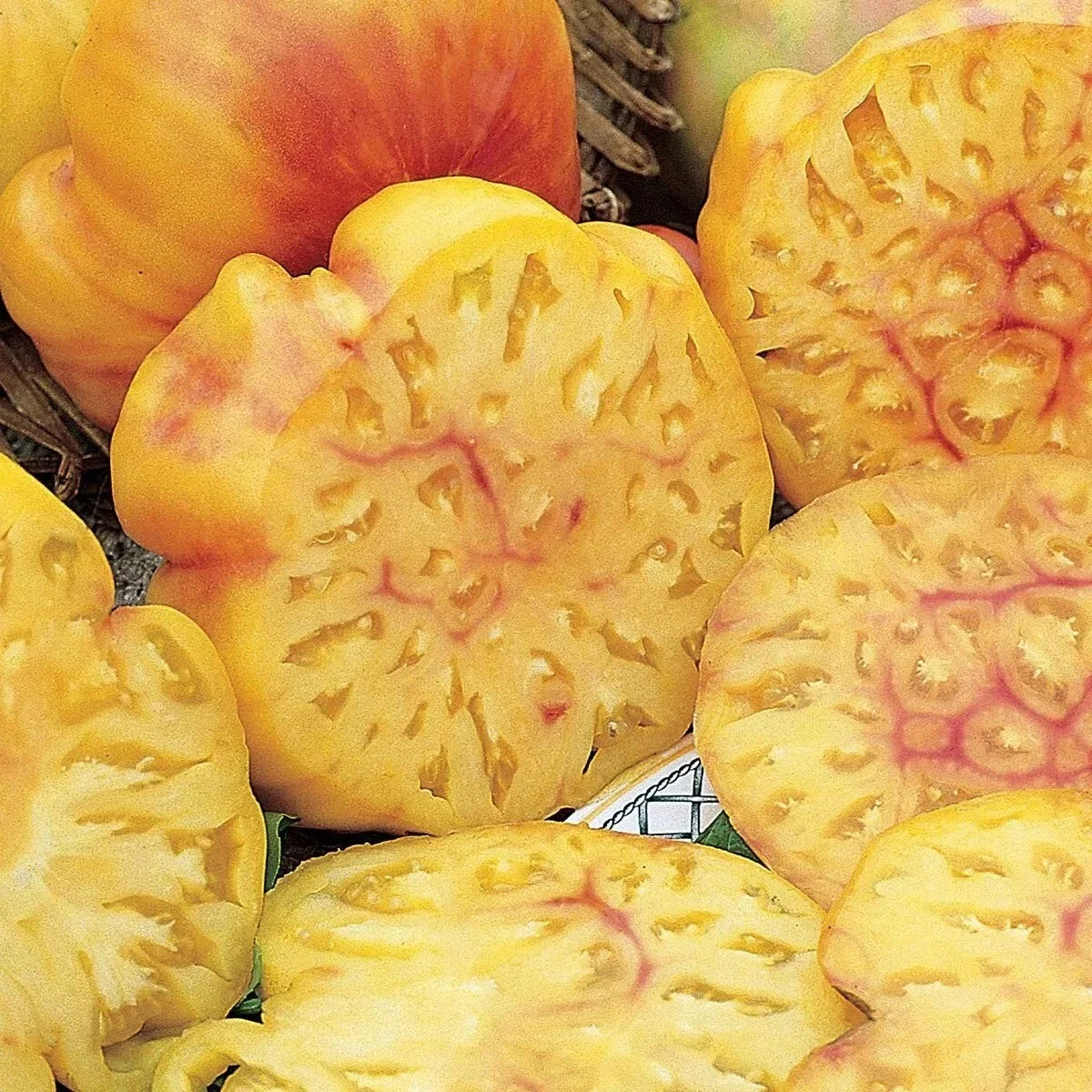 Pineapple Tomato Seeds - 120+ Organic Heirloom Non-GMO - Solanum lycopersicum - Yellow-Orange Fruity Flavor