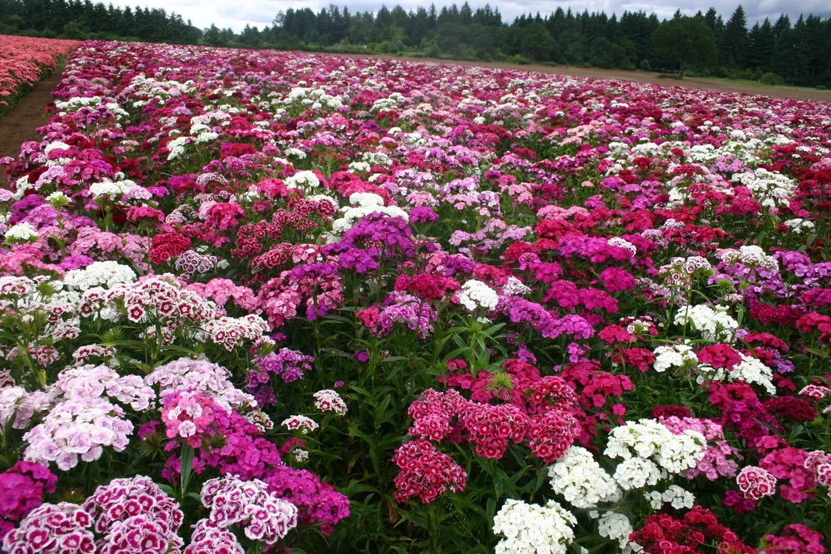 Sweet William Seeds - 500 Organic Biennial Seeds - Dianthus barbatus - USA Grown, Attracts Pollinators, Free Shipping