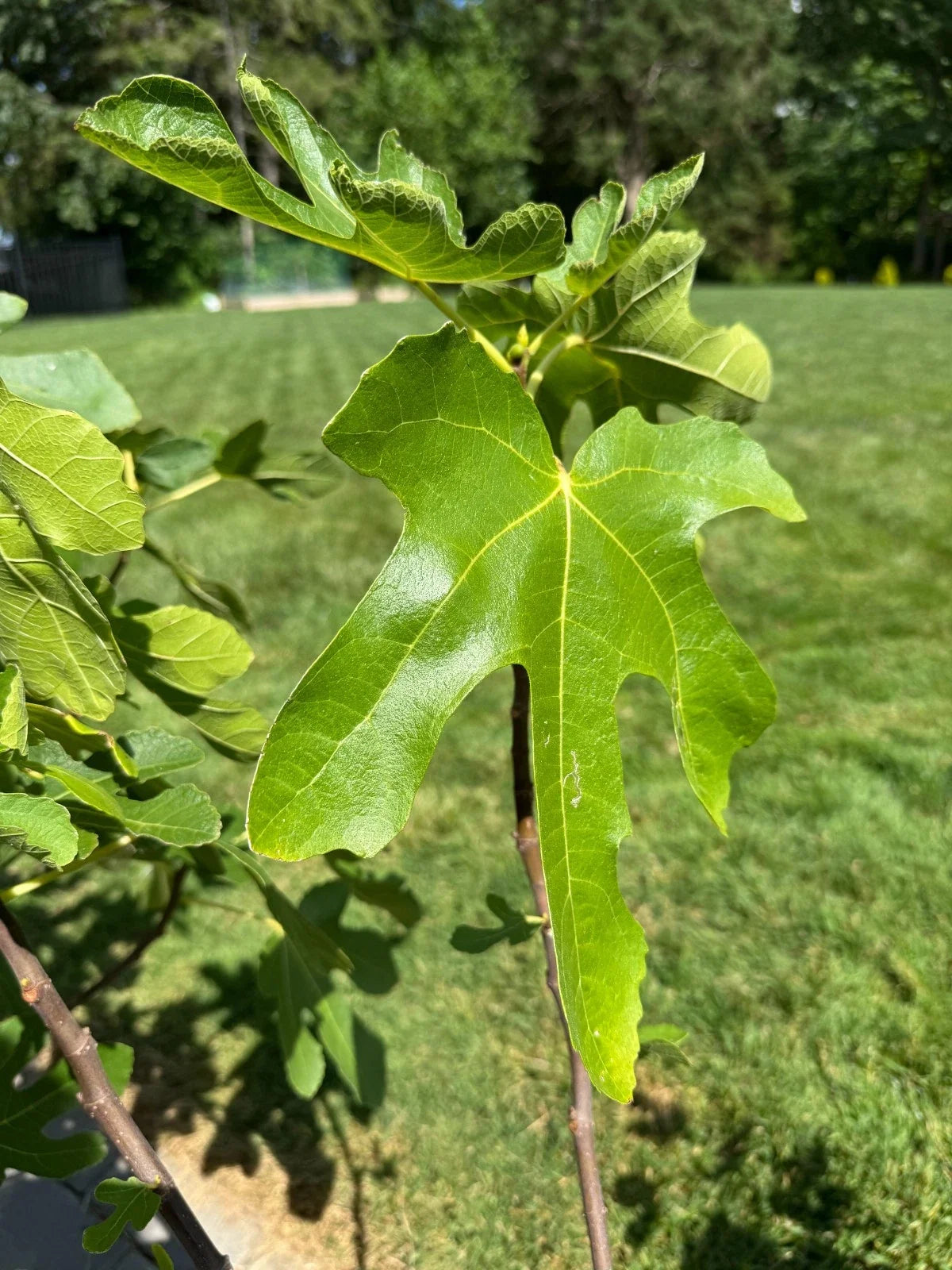 White Marseilles Fig Cuttings - 3 Unrooted - Honey Sweet, Productive - Ficus carica 'White Marseilles'