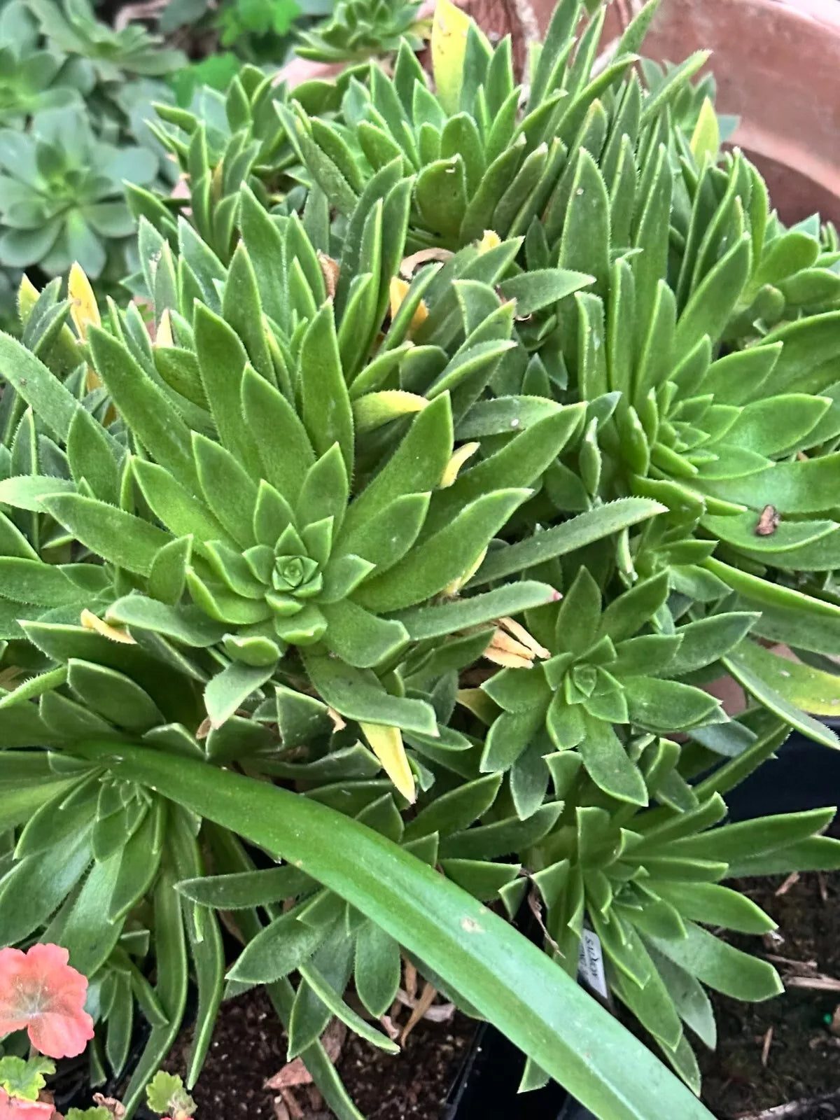 Succulent 2" Aeonium Simsii Green Live Plant - Yellowish-Green Rosette - Easy Care Houseplant - Aeonium simsii
