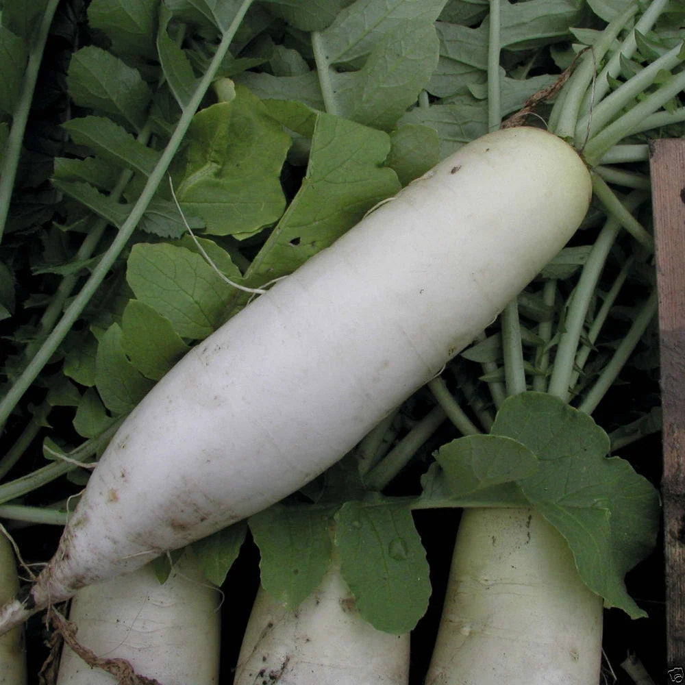 Radish Seeds - Japanese Minowase - Heirloom Fresh Vegetable Seeds - Raphanus sativus - Approx. 200 Seeds