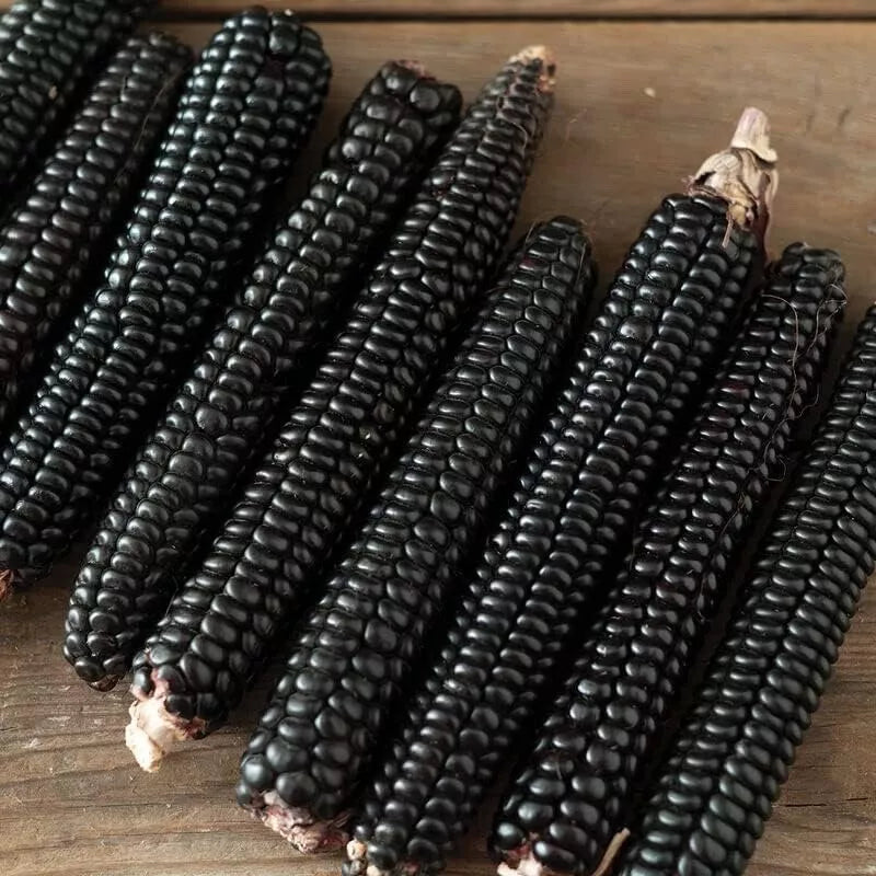 Midnight Black Corn Seeds - Non-GMO Maize with Black Kernels - Zea mays - Unique Garden Addition for Planting