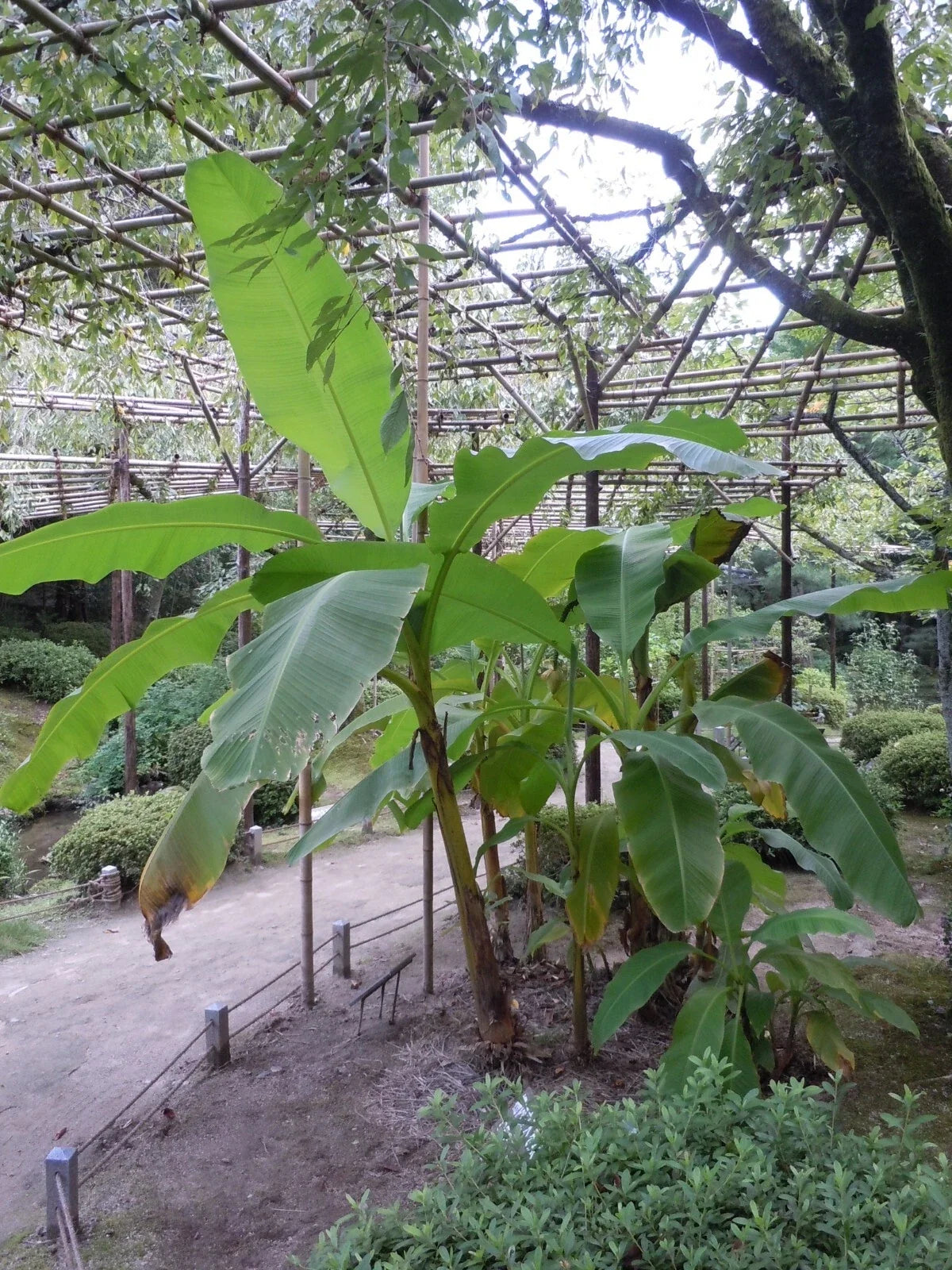 Musa Basjoo Banana Tree Starter Plant - Cold Hardy Tropical Variety - 5-6 Inches - Ideal for Gardens and Landscaping