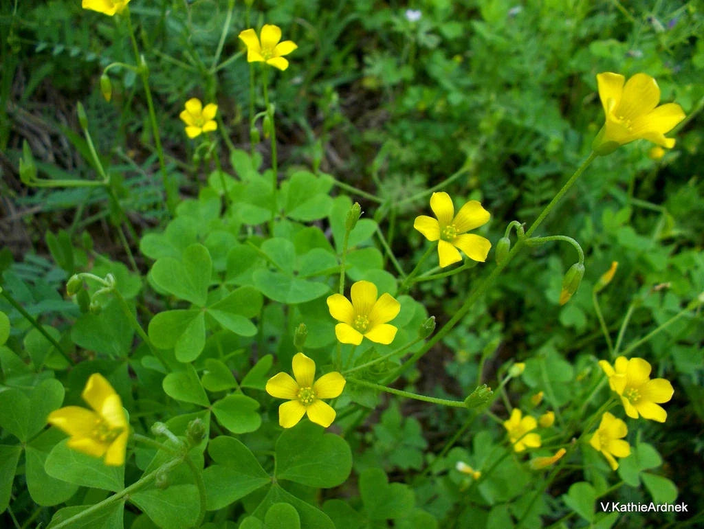 50 Yellow Wood Sorrel Seeds - Organic Lemon Clover - Oxalis stricta - Edible Ground Cover - Non-GMO, Pollinator Friendly