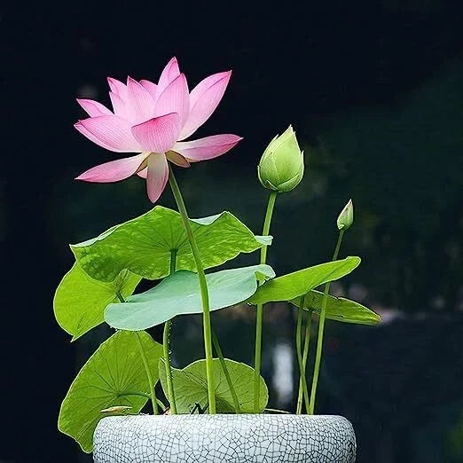 Bonsai Lotus Seeds | 10 Seeds | Aquatic Flowering Variety | Nelumbo nucifera | Perfect for Water Gardens & Ponds