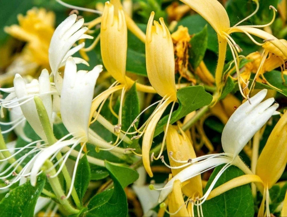Japanese Honeysuckle Cuttings - 15 White & Yellow Flowering Cuttings (No Roots) - Lonicera japonica