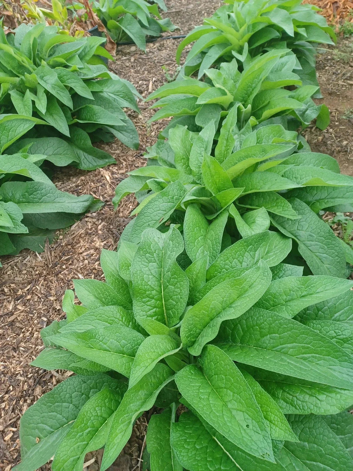 Russian Comfrey Root Cuttings - 10 Rhizomes Bocking 14 - Organically Grown Symphytum uplandicum - Ideal for Fertilizer & Pollinators