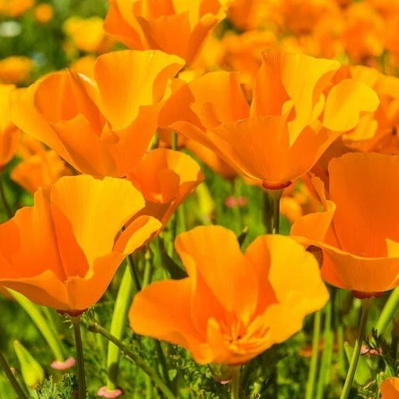 Giant Orange California Poppy Seeds | Cup of Gold Flower Seeds | Eschscholzia californica | Non-GMO, 100 Seeds Pack