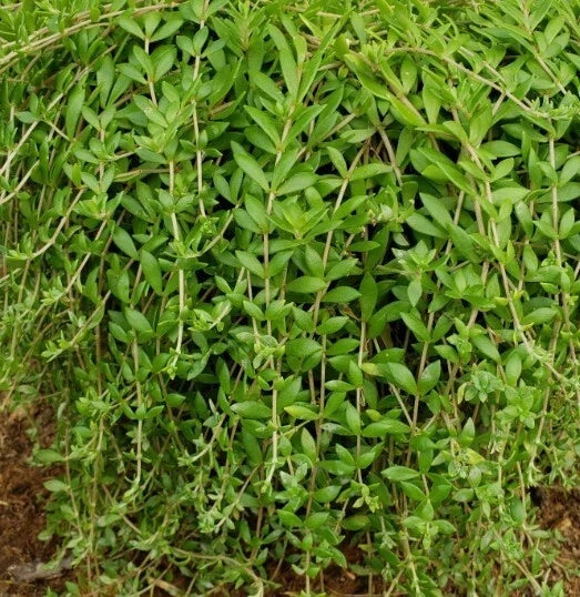 Sedum Sarmentosum Cuttings - 70 Fast Growing Creeping Perennials - Goldmoss Stonecrop - Live Plants for Ground Cover