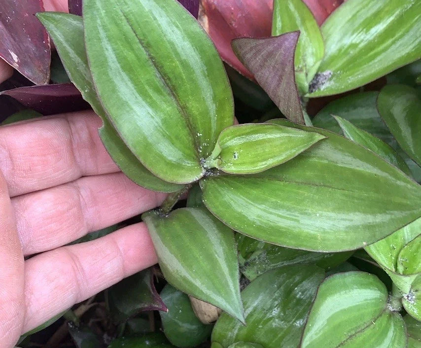 Wandering Jew Cuttings - 20 Fresh Green Tradescantia Cuttings for Propagation - Tradescantia zebrina - Easy Indoor Plant