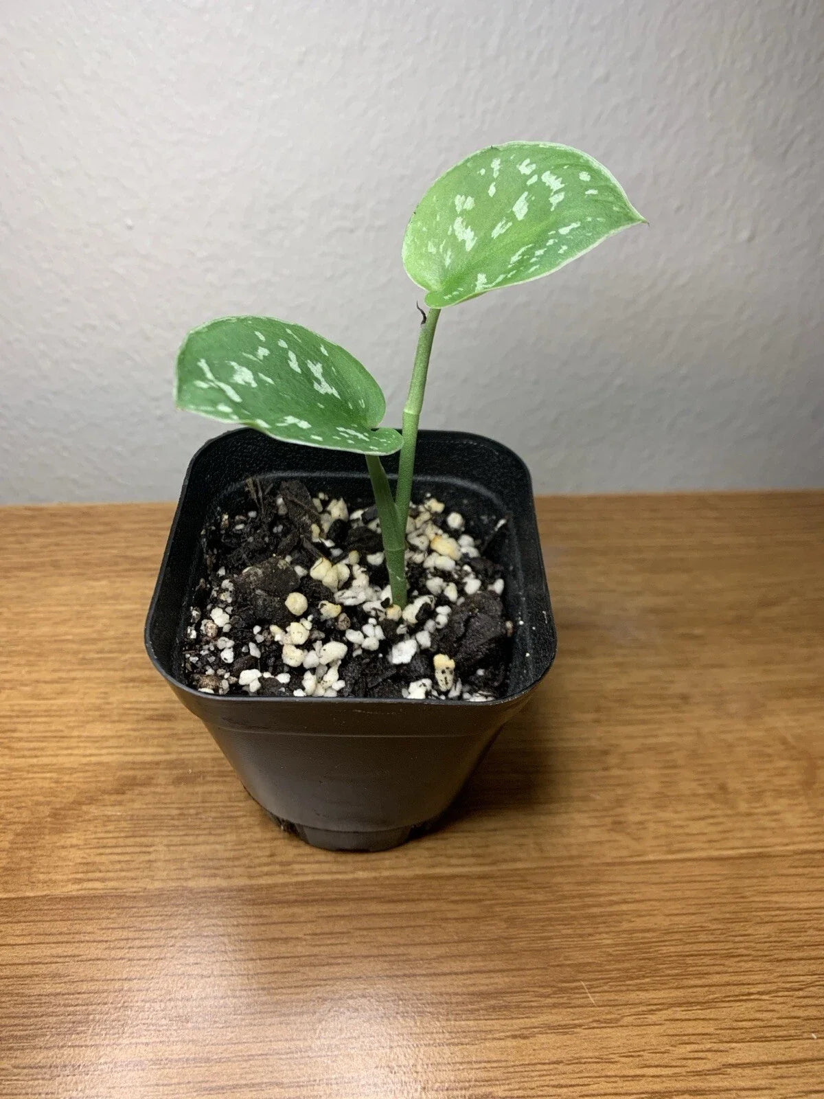 Satin Pothos Plant | 2” Pot | Silver Variegation | Scindapsus Pictus | Easy Care Houseplant