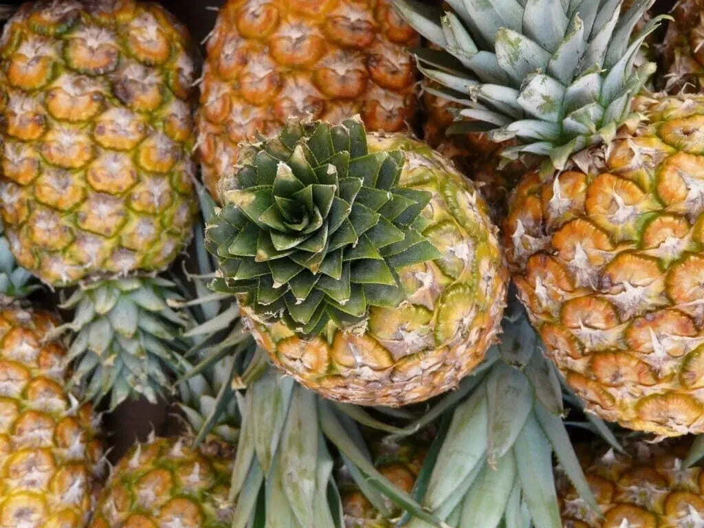 Monte Oscuro Pineapple Seeds - 15+ Pack - Ananas comosus - USA Grown, Easy to Grow for Garden or Pots