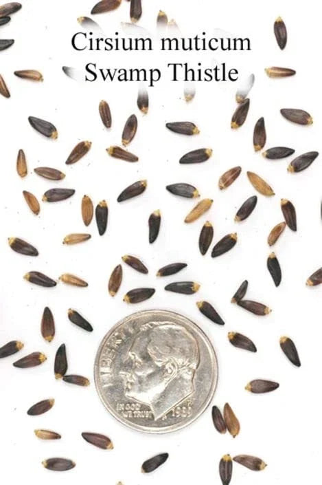 Swamp Thistle Seeds - 100 Count - Cirsium muticum - Native Variety for Wetland Gardens and Pollinator Support