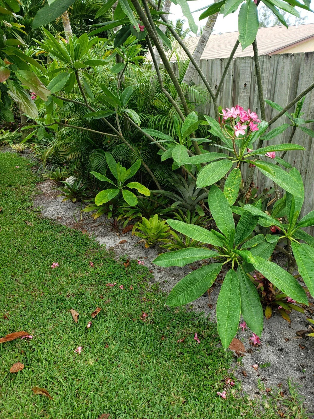 Pink Plumeria Cutting 8"-12" Unrooted Plant - Plumeria rubra - Tropical Flowering Plant for Indoor or Garden Use