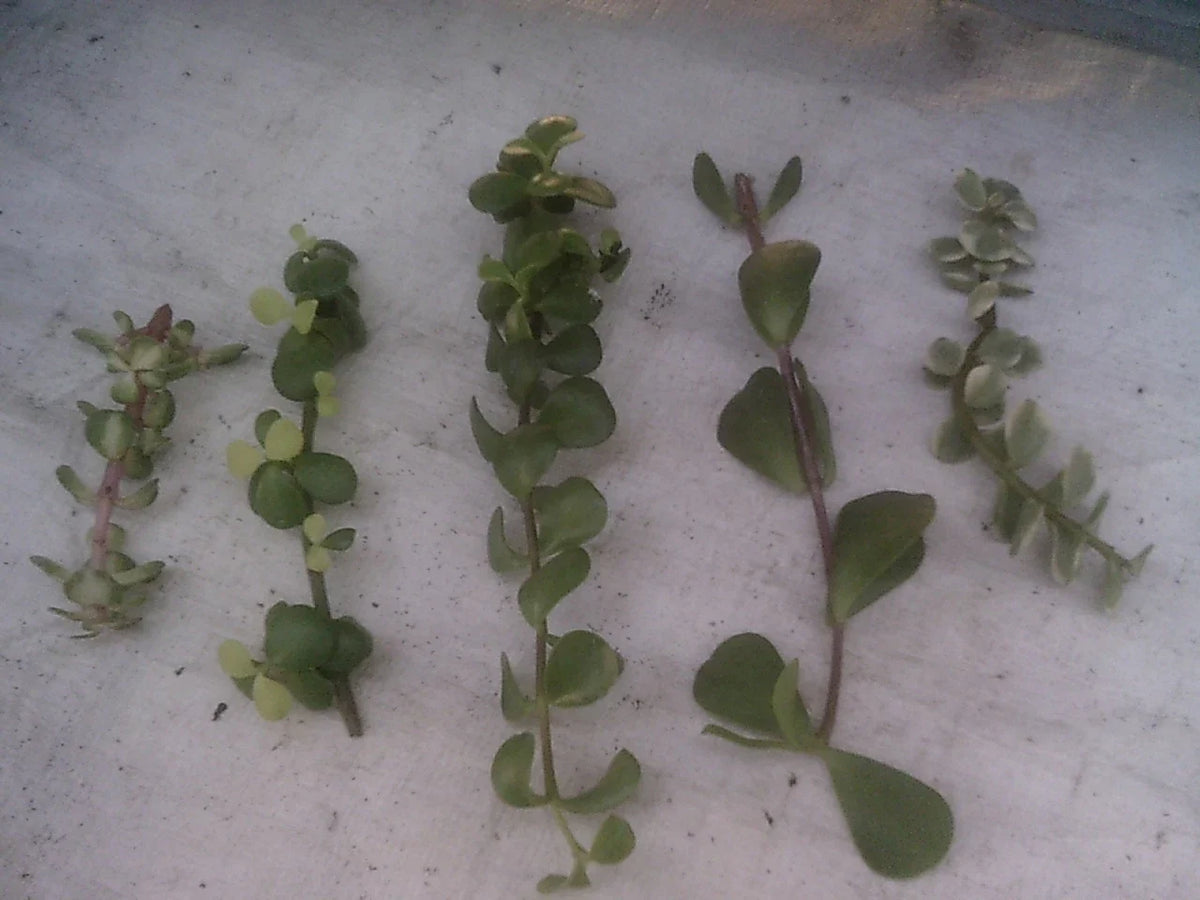 Portulacaria Cuttings Collection - 9 Varieties of Elephant Bush Succulents - Portulacaria afra - Perfect for Indoor Gardening