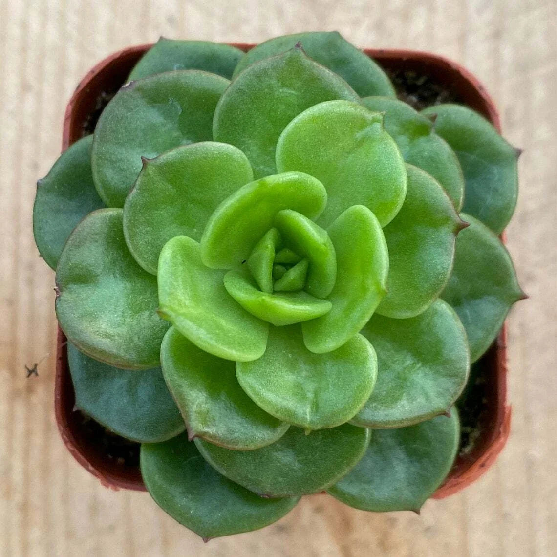 Rare Sedeveria 'Rolly' Succulent Plant in 2" Pot - Unique Indoor Wall Decor, Low Maintenance, Vibrant Green and Pink Hues