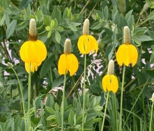 Long Headed Coneflower Seeds (100 Seeds) - Echinacea laevigata for Easy Planting, Yellow & Orange Blooms, Pollinator Friendly