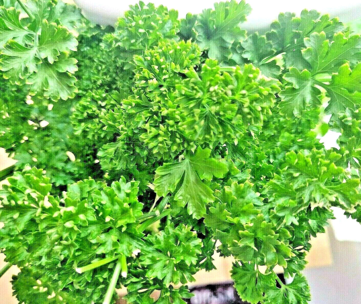 Parsley Seeds - 2000+ Heirloom Curled Greens - Non-GMO Petroselinum crispum - Herb Garden Vegetable