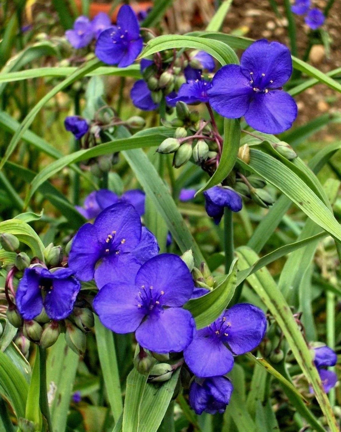 Live Spiderwort Plant - Bluejacket Variety - Well-Rooted Tradescantia ohiensis - Vibrant Perennial for Garden or Indoor Use