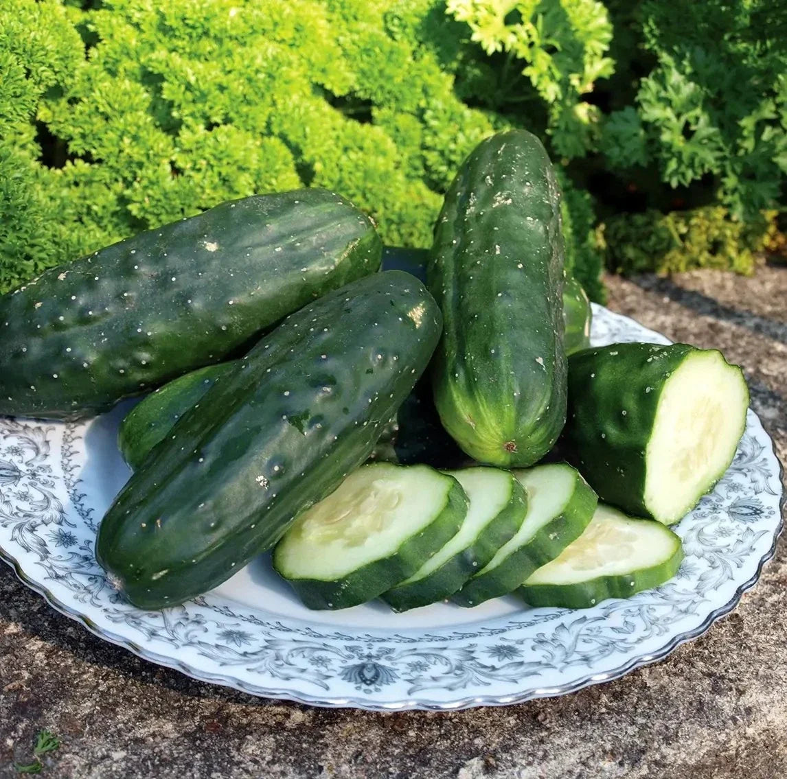 Double Yield Cucumber Seeds - 100+ Pack - Organic Heirloom - Non-GMO - Cucumis sativus - Perfect for Fresh Eating & Pickling