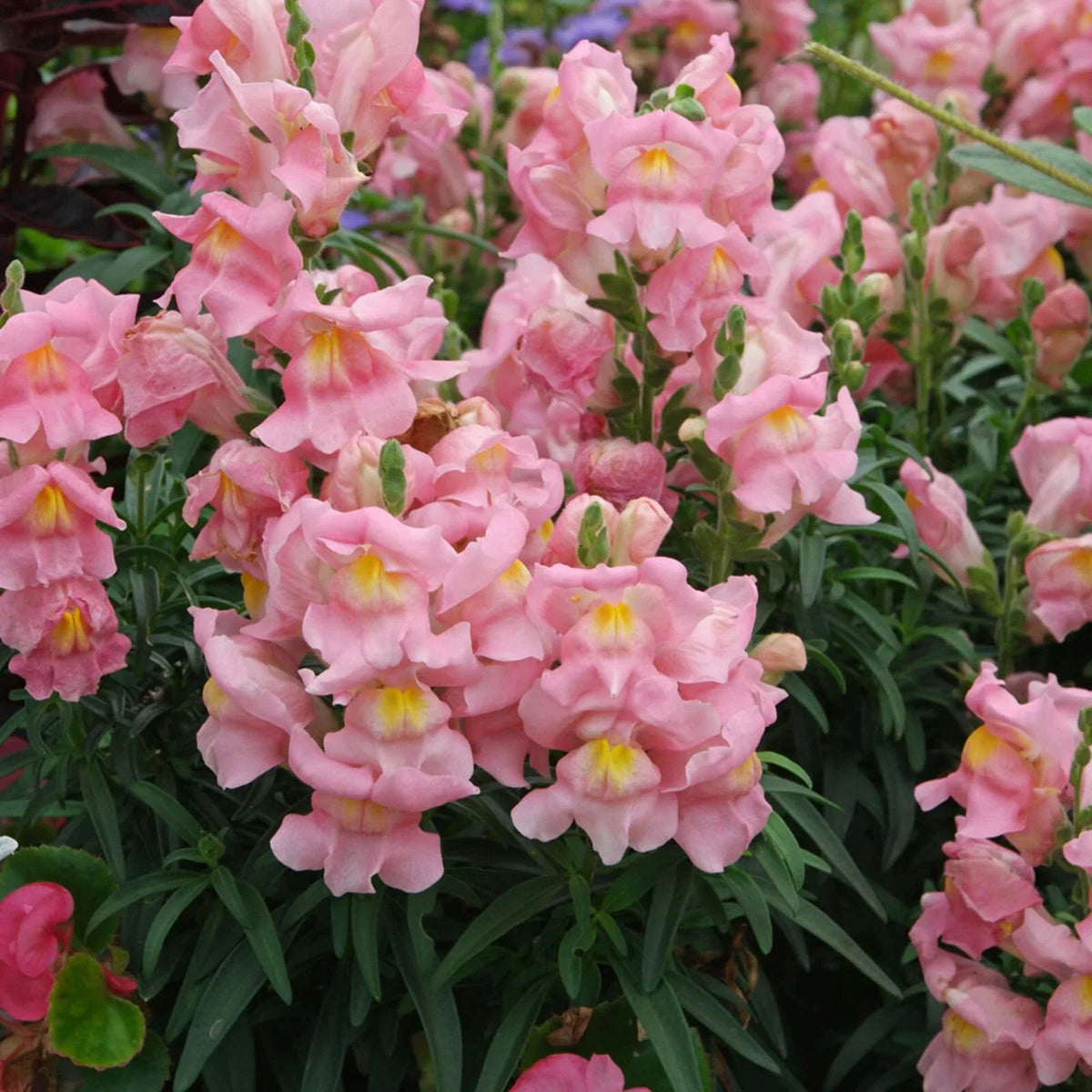 Appleblossom Snapdragon Seeds - Heirloom Non-GMO - Antirrhinum majus - Pink, White, Cream Blooms - Easy Grow Annual