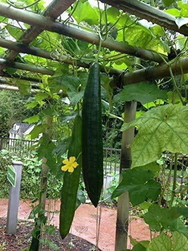 Loofah Gourd Seeds - 20 Seeds - Luffa Sponge Gourd, Easy to Grow, Luffa aegyptiaca, Exotic Vegetable Seeds for Garden