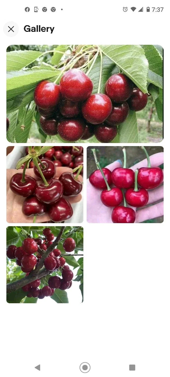 Black Cherry Seeds 15 Pack | Sweet Edible Fruit | Prunus serotina | USA Native Tree for Zones 3-9 | Rum Cherry