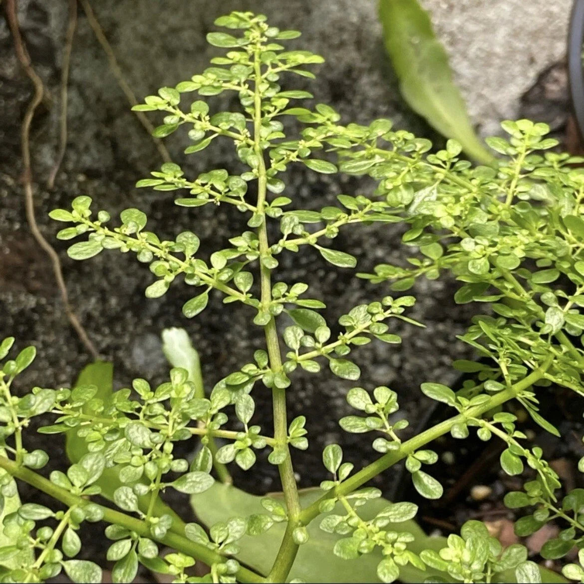 Lot of 3 Unrooted Cuttings Artillery Fern Pilea Microphylla Live Plant - Easy to Propagate Indoor Gardening Décor