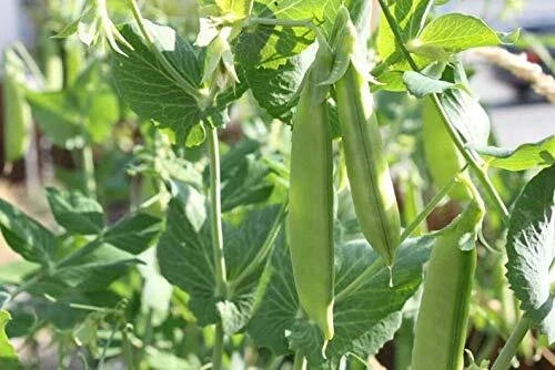 Sugar Pod Snow Peas Seeds - 50 Count Vegetable Seeds for Planting - Pisum sativum - Fast-Growing and Easy to Grow