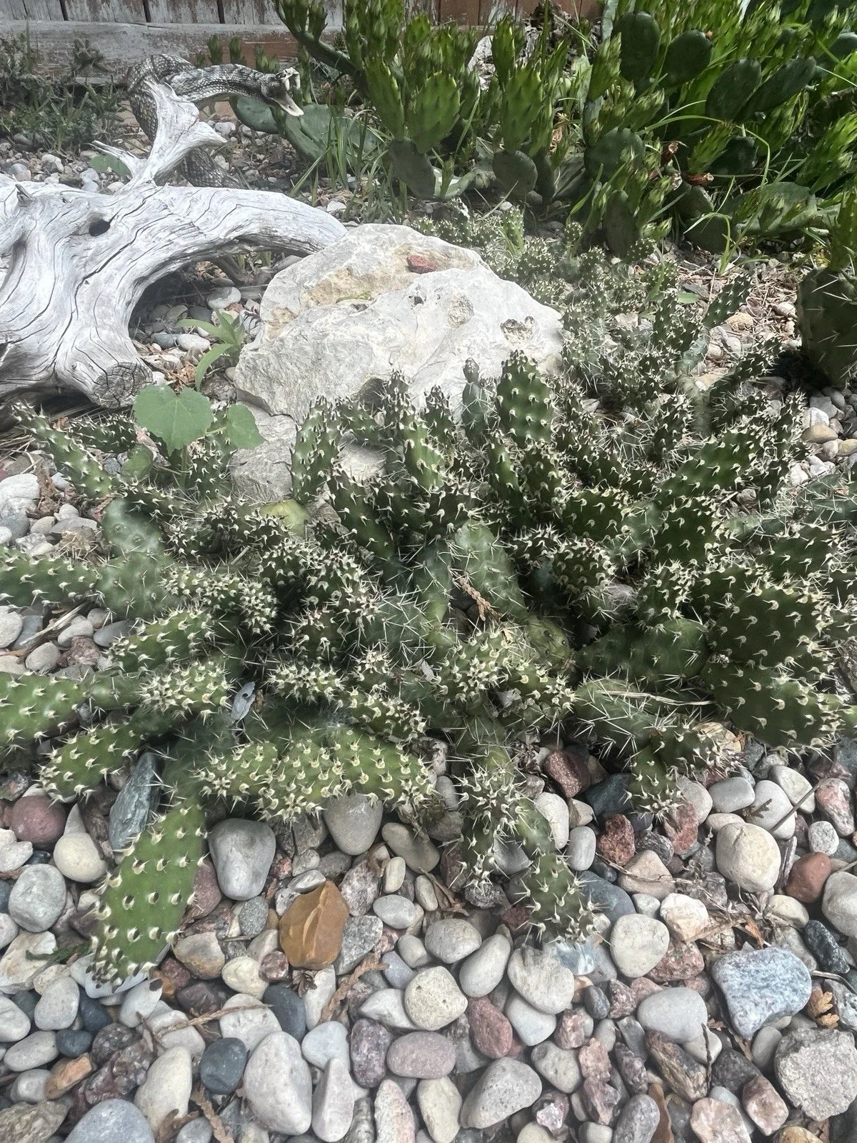 Cold Hardy Cactus Cuttings - 2 Unrooted Opuntia Fragilis 'Spiny Cats Paw' - Unique Texture, Drought Tolerant, Low Maintenance