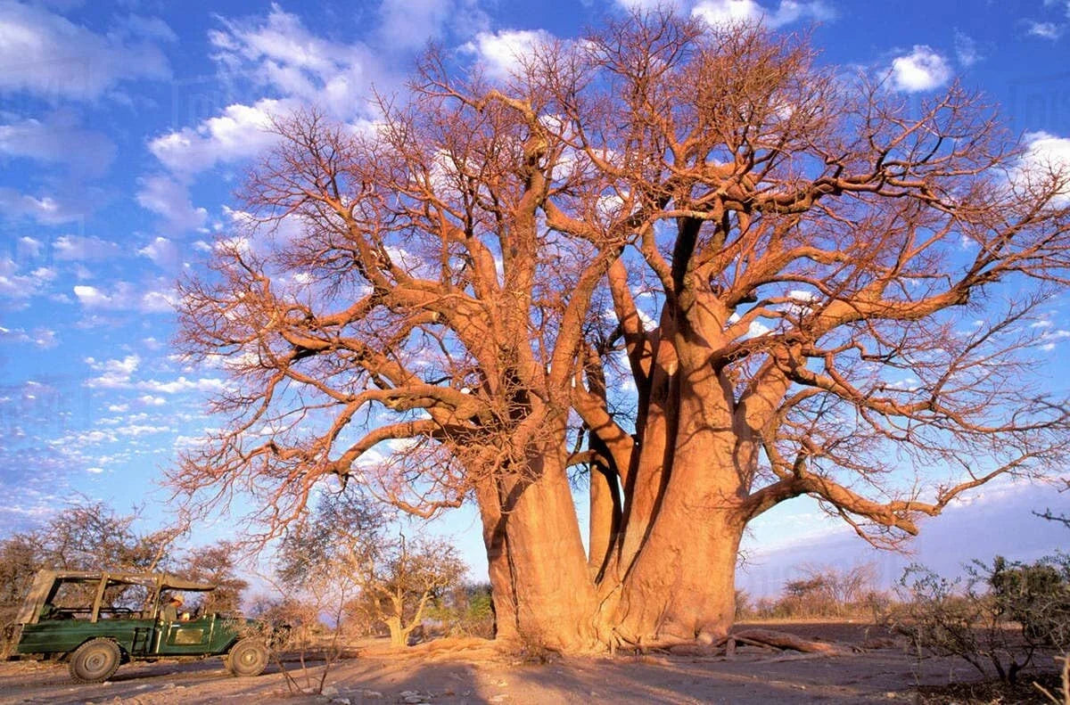 African Baobab Seeds, 10 Count, Drought-Tolerant Tree, Unique Landscape Plant, Adansonia digitata