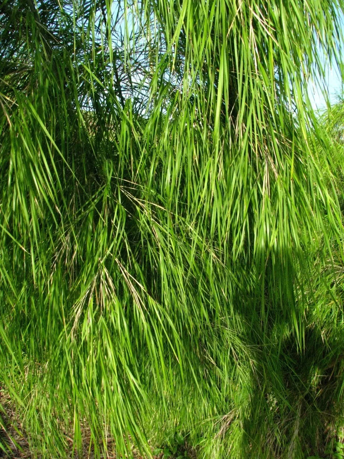 Mexican Weeping Bamboo Seeds - 100 Perennial Ornamental Seeds for Privacy - Bambusa vulgaris var. vittata - US Seller
