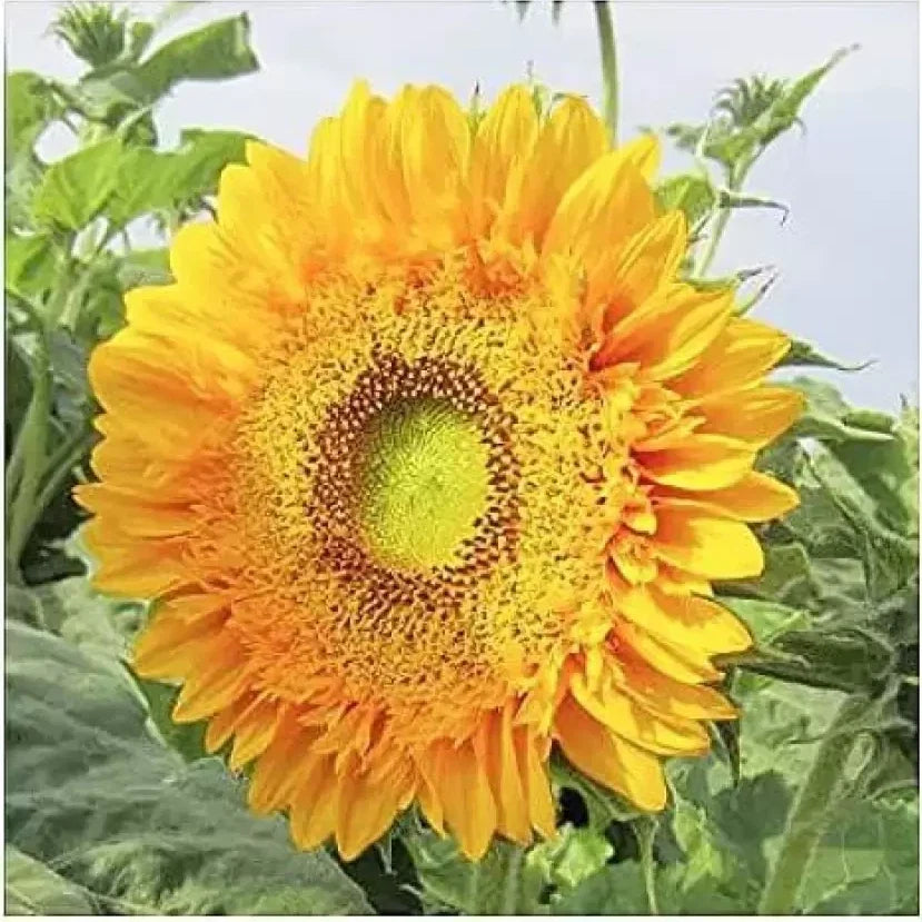 Double Sunflower Seeds - 50+ Large Bold Color - Helianthus annuus - Rare Varieties for Vibrant Gardens & Bouquets